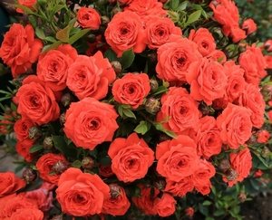 Роза Оранж Джувел / Orange Juvel