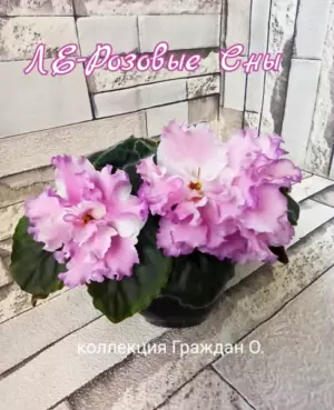 Ле-Розовые сны стартер