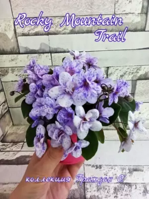 Rocky mountain trail взрослое