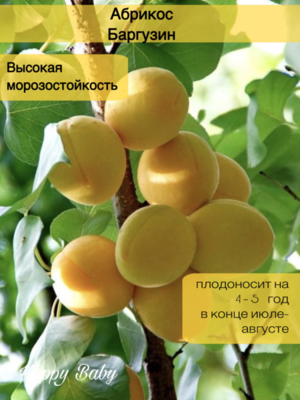 Абрикос Баргузин (усл)