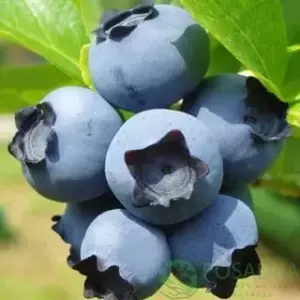 Голубика Нортланд  Р9